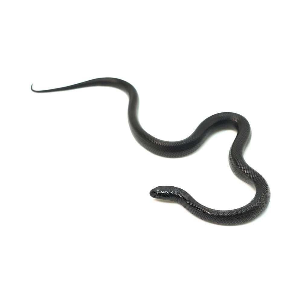 Mexican Black Kingsnake