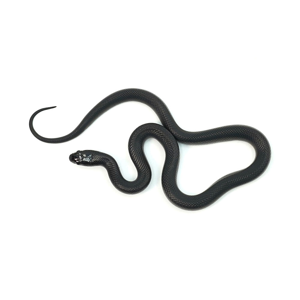 Mexican Black Kingsnake