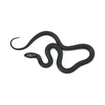 Mexican Black Kingsnake