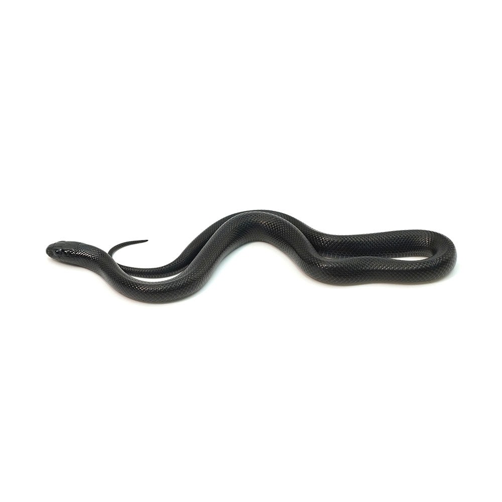 Mexican Black Kingsnake