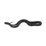 Mexican Black Kingsnake