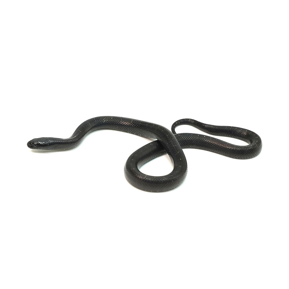 Mexican Black Kingsnake