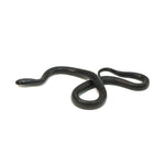 Mexican Black Kingsnake
