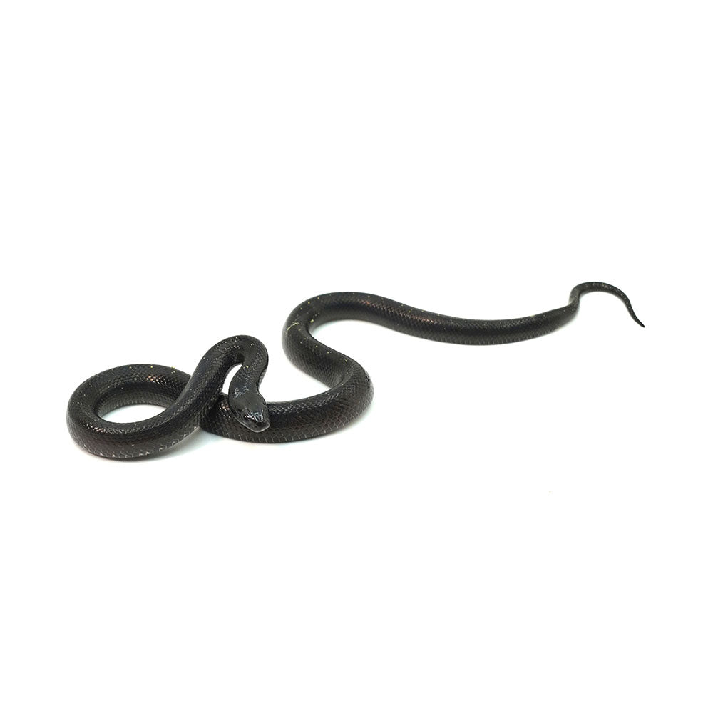 Mexican Black Kingsnake