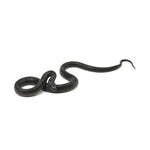 Mexican Black Kingsnake