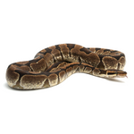 Enchi Ball Python