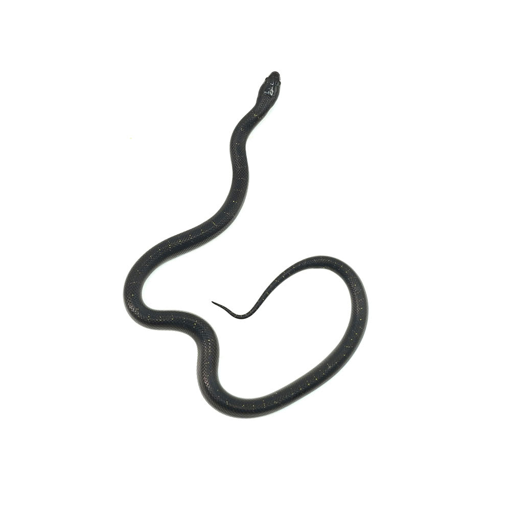 Mexican Black Kingsnake