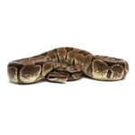 Enchi Ball Python