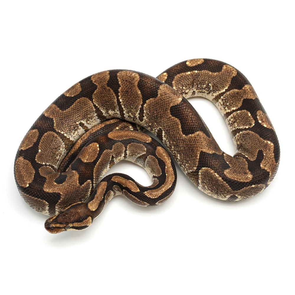 Encchi Ball Python Enchi Ball Python