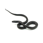 Mexican Black Kingsnake