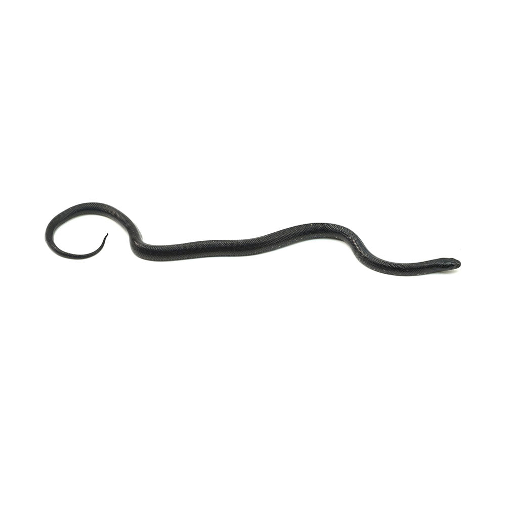 Mexican Black Kingsnake