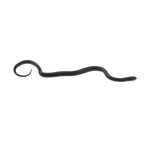 Mexican Black Kingsnake