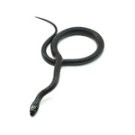 Mexican Black Kingsnake