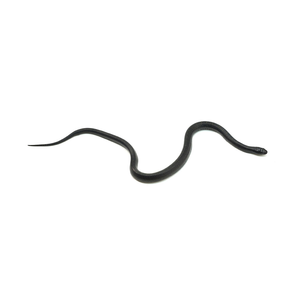 Mexican Black Kingsnake