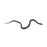 Mexican Black Kingsnake