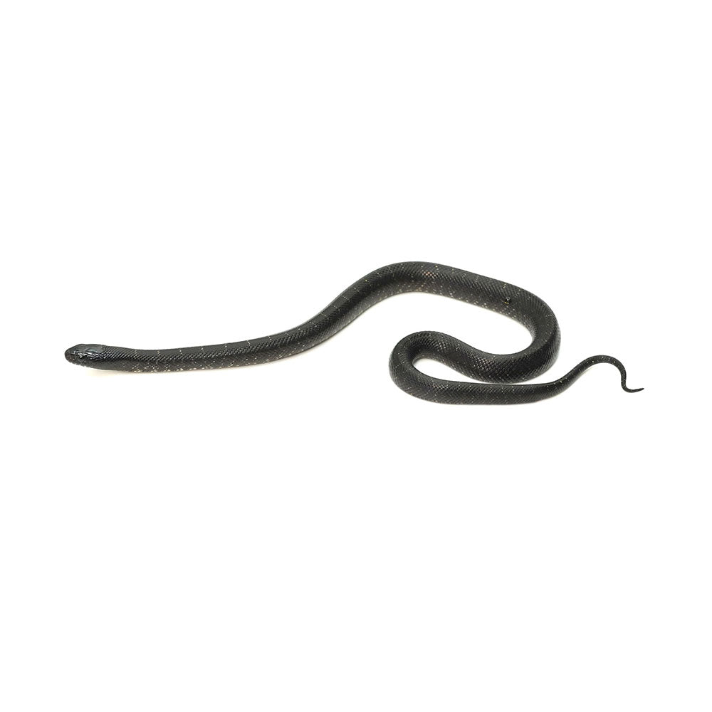 Mexican Black Kingsnake