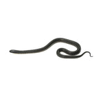 Mexican Black Kingsnake