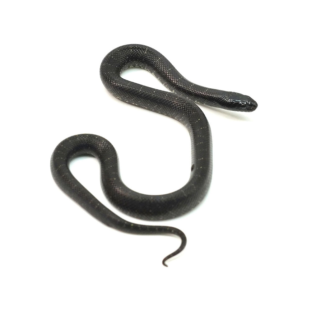 Mexican Black Kingsnake