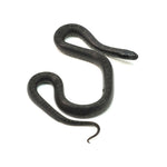 Mexican Black Kingsnake