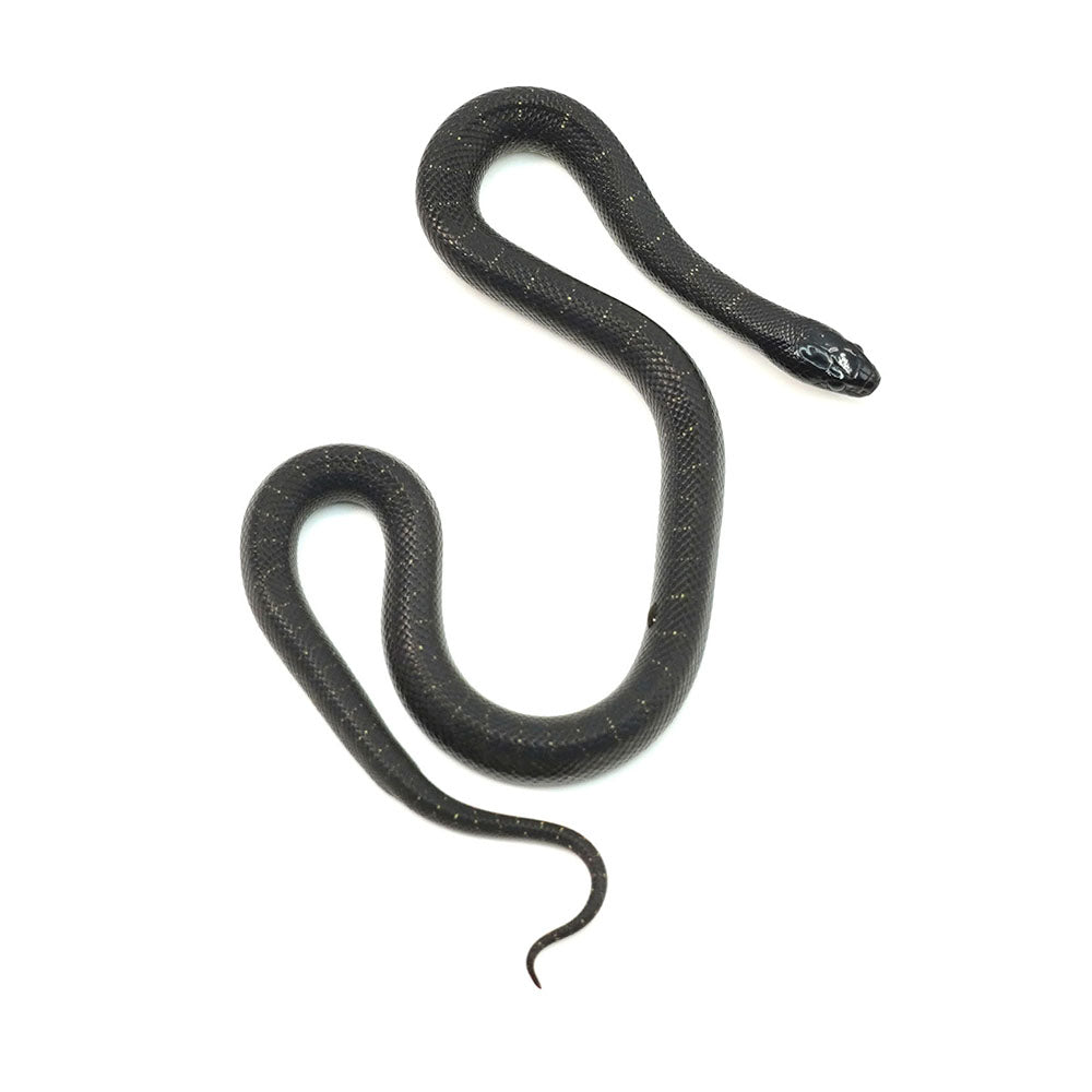 Mexican Black Kingsnake