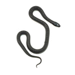 Mexican Black Kingsnake