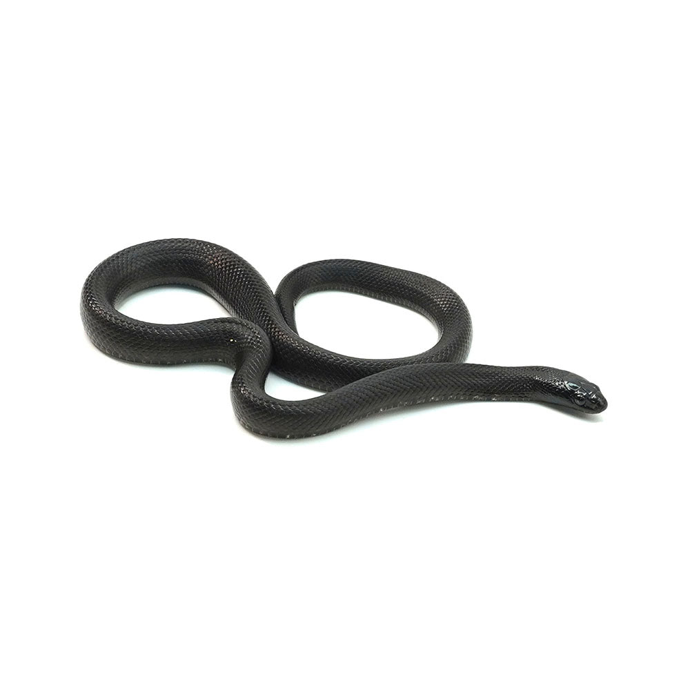 Mexican Black Kingsnake