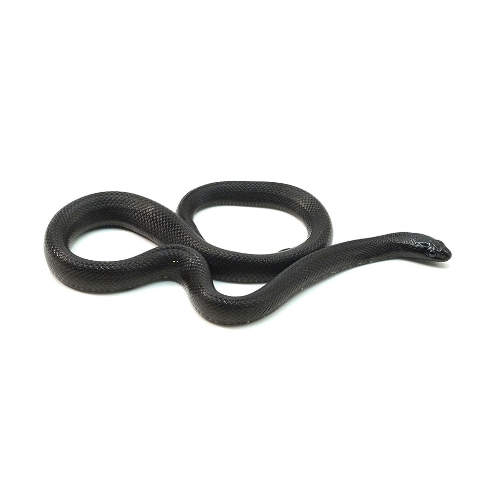 Mexican Black Kingsnake