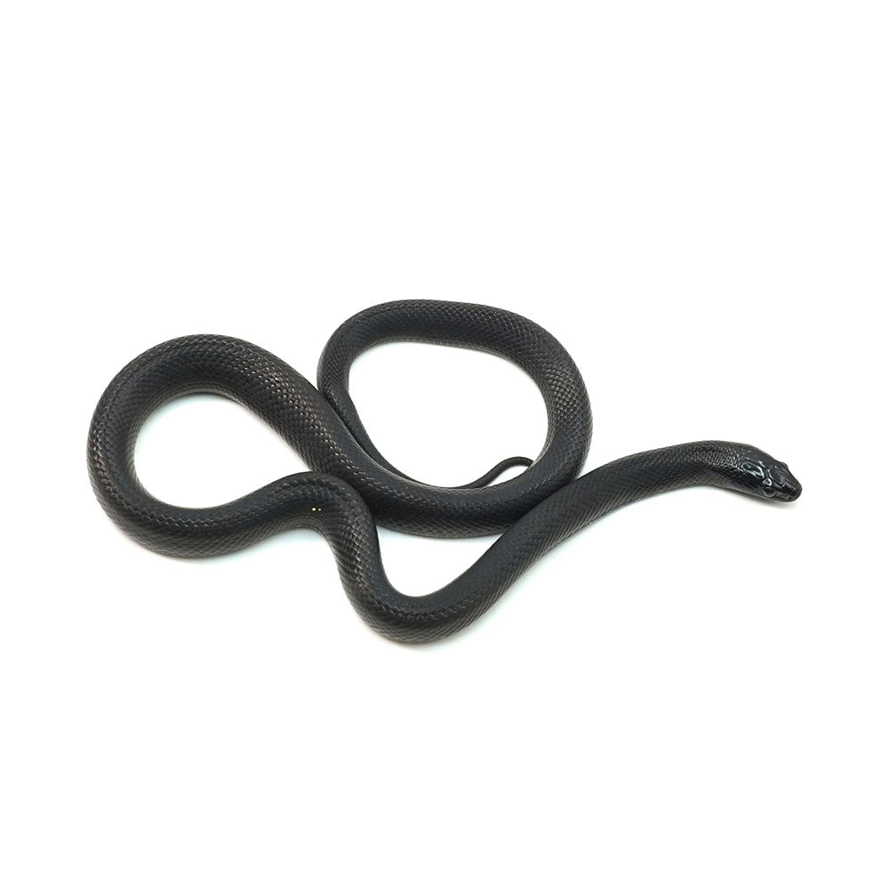 Mexican Black Kingsnake