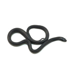 Mexican Black Kingsnake