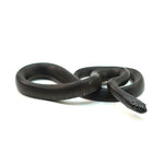 Mexican Black Kingsnake
