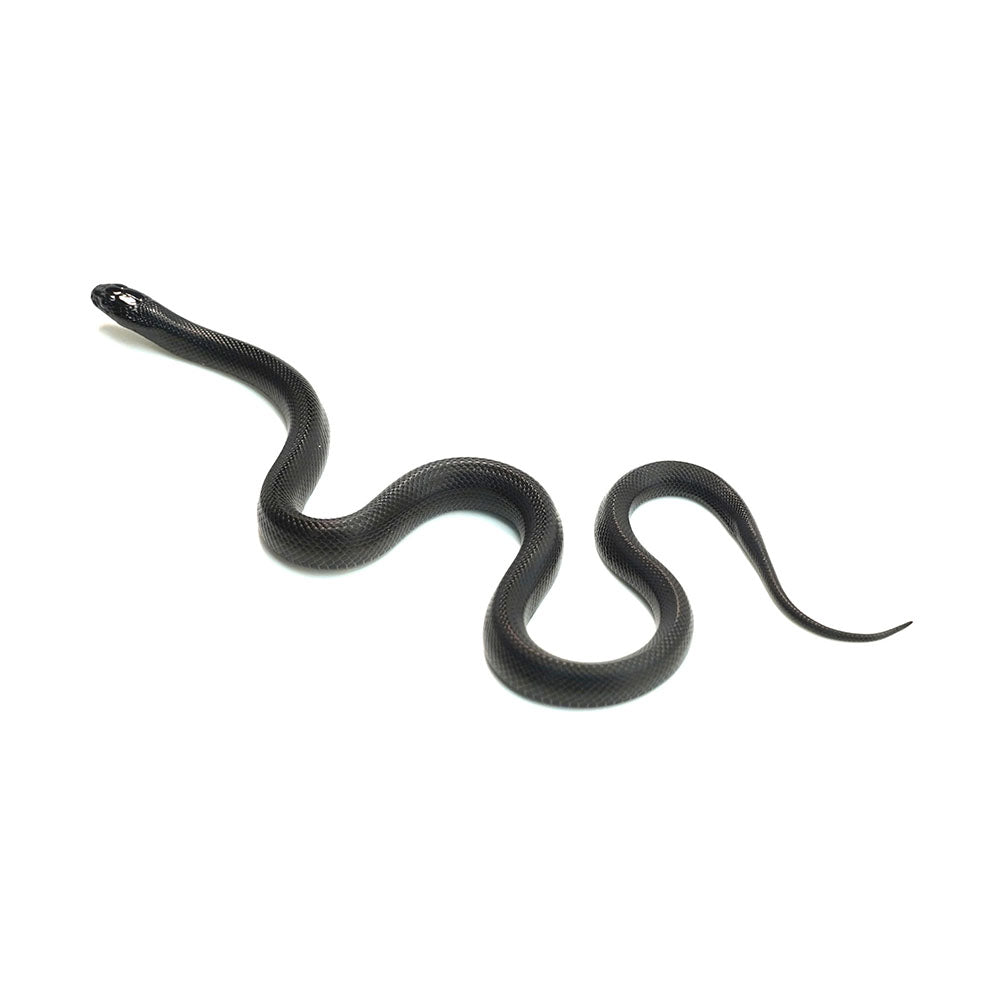 Mexican Black Kingsnake