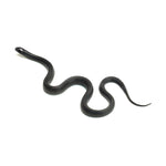 Mexican Black Kingsnake