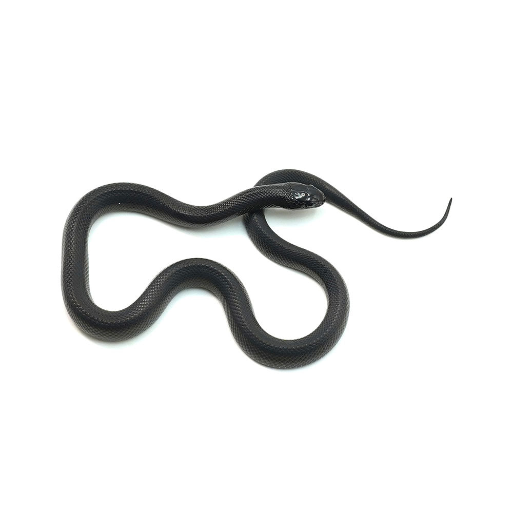Mexican Black Kingsnake