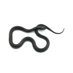 Mexican Black Kingsnake