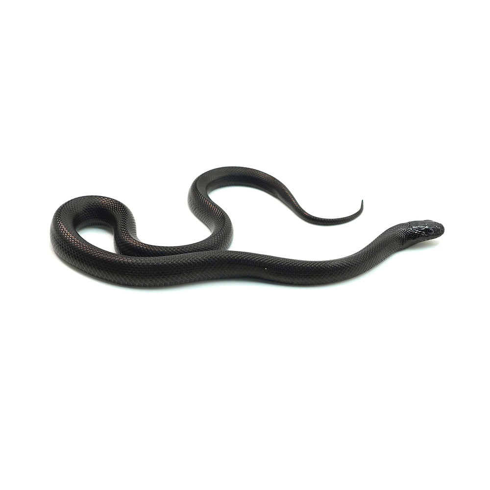 Mexican Black Kingsnake