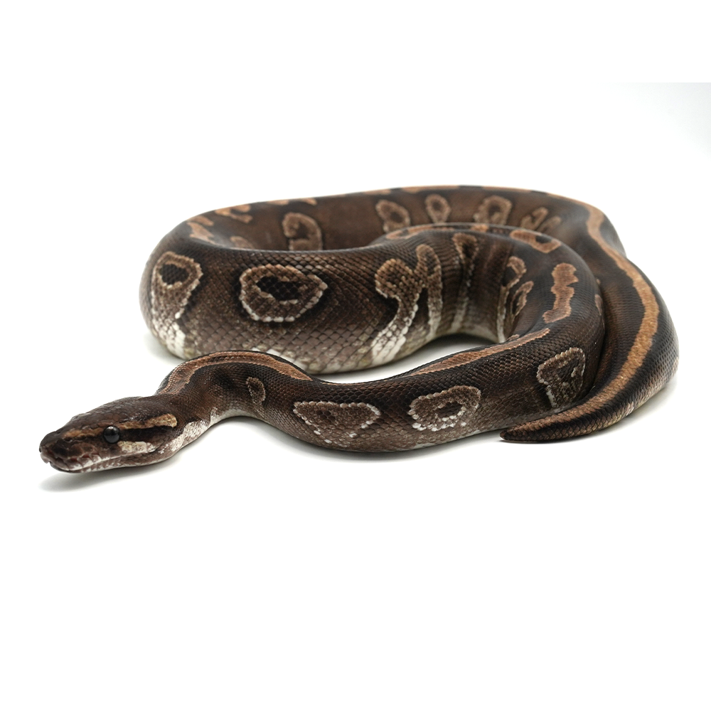 Mojave 100 % het Hypo Ball Python