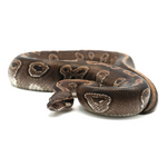 Mojave 100 % het Hypo Ball Python