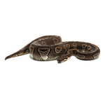 Mojave 100 % het Hypo Ball Python