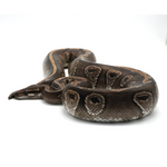 Mojave 100 % het Hypo Ball Python