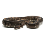 Mojave 100 % het Hypo Ball Python