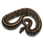 Mojave 100 % het Hypo Ball Python