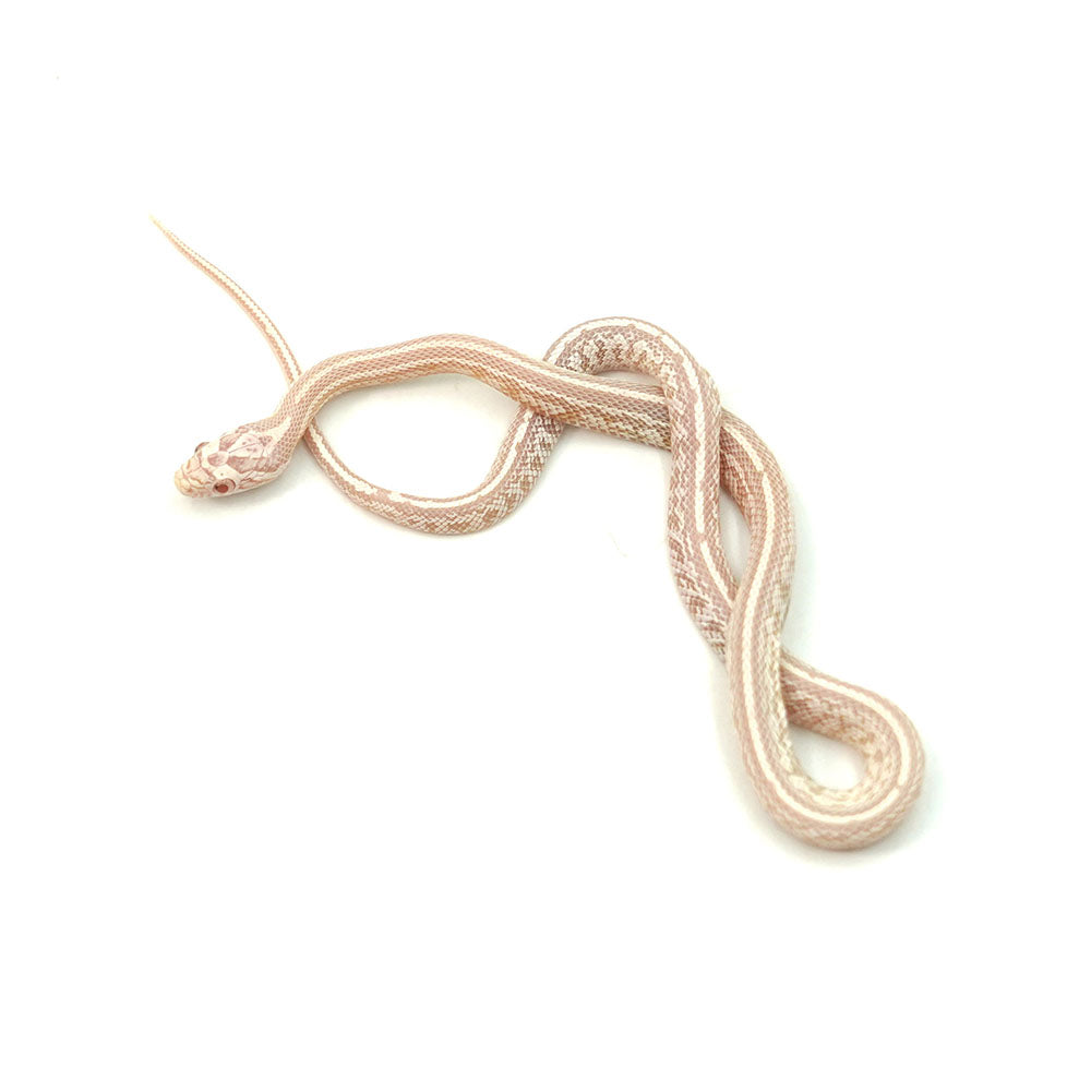 Snow Tessera Corn Snake