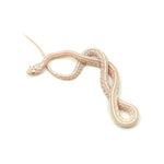 Snow Tessera Corn Snake