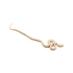 Snow Tessera Corn Snake