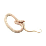 Snow Tessera Corn Snake