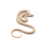 Snow Tessera Corn Snake