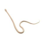 Snow Tessera Corn Snake
