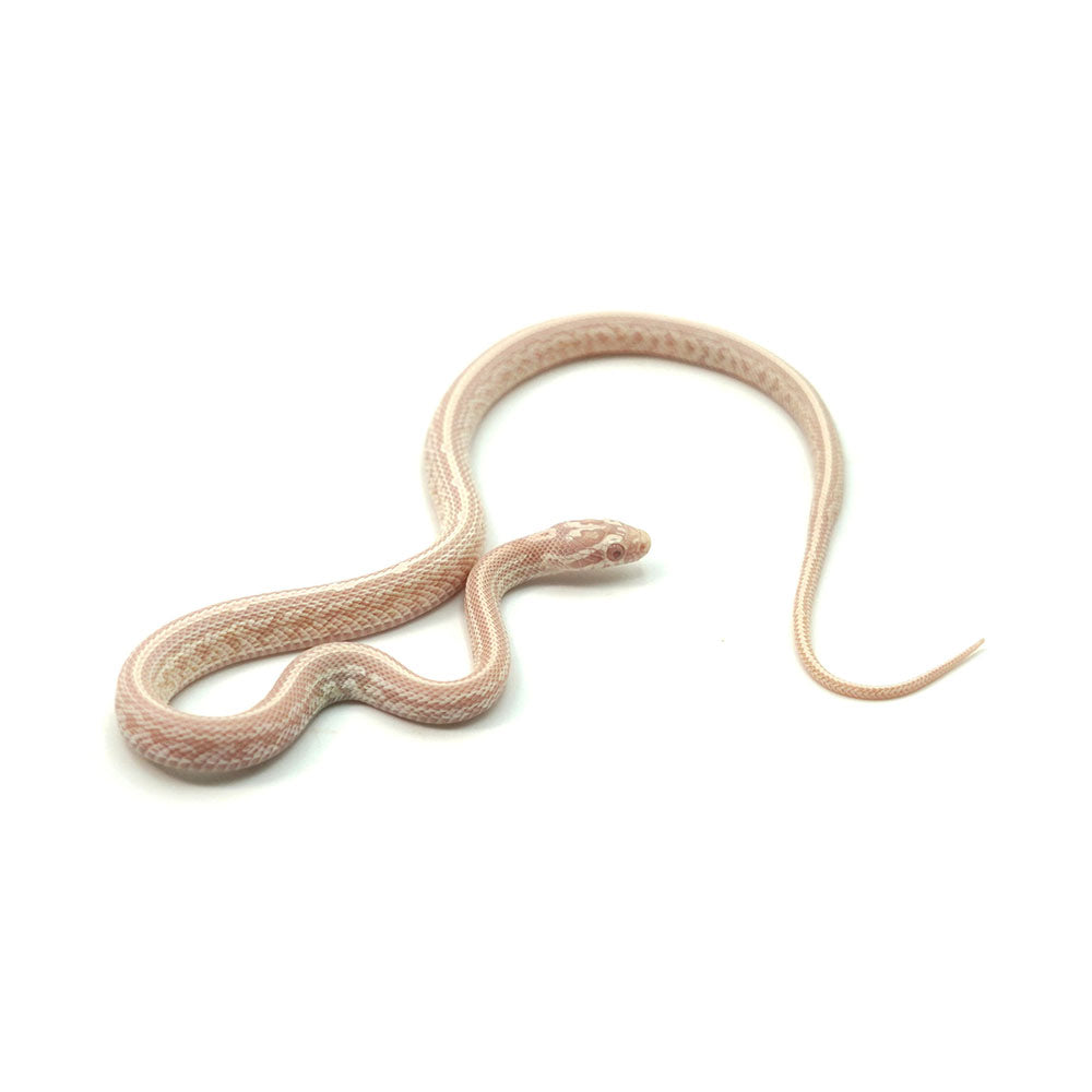 Snow Tessera Corn Snake