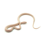 Snow Tessera Corn Snake