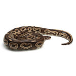 Mojave het Red Axanthic Ball Python